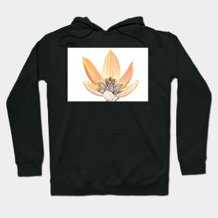 Tulipa orphanidea Whittallii Group AGM Tulip Miscellaneous tulip group  Artistic filter applied to photo Hoodie